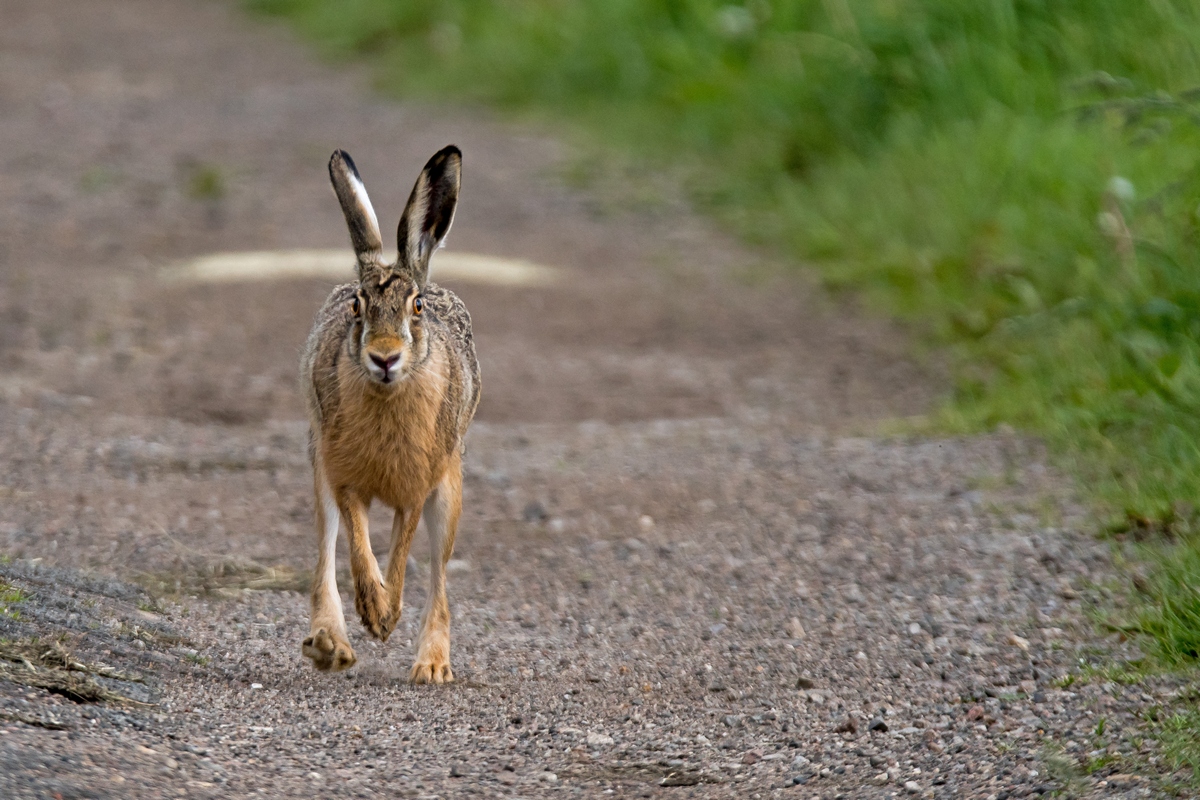 D50 2230 Hase trabt auf mich zuIA 5 2017