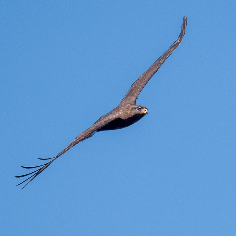 D50 2271 Bussard im Messerflug IA 3 2018