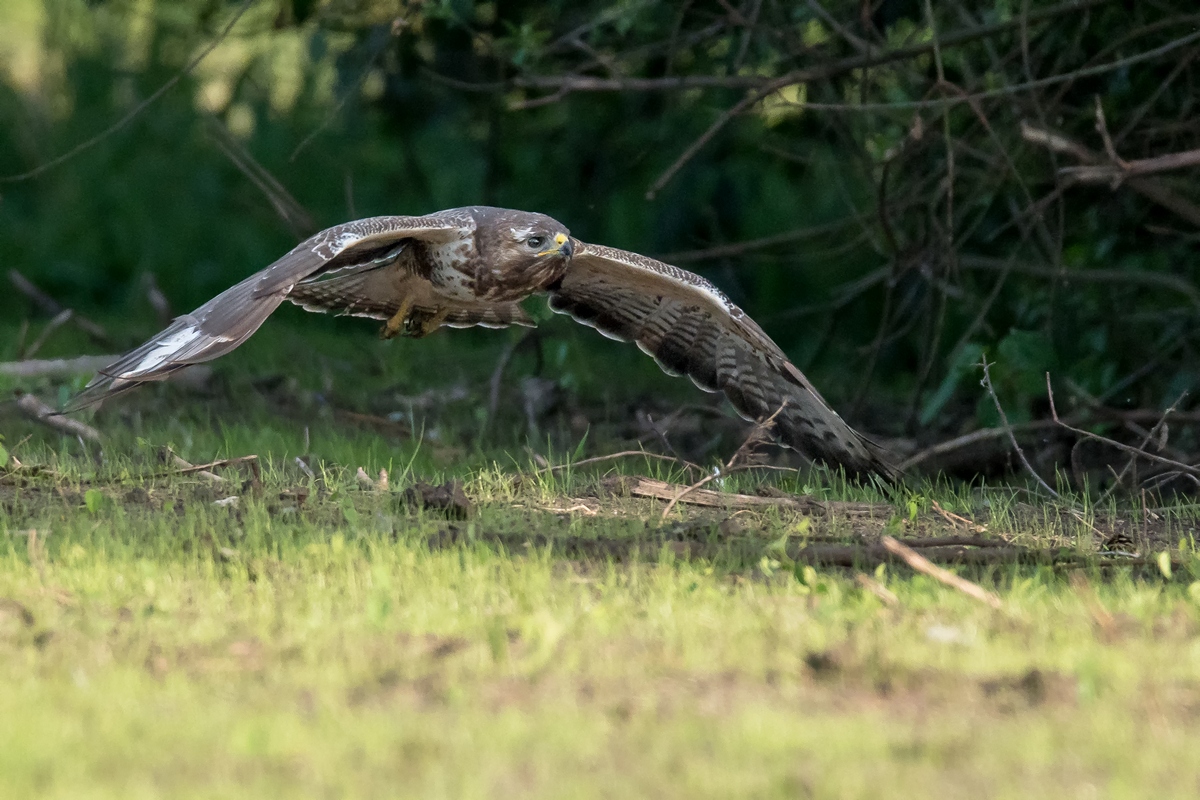 D50 2307 Bussard im Tiefflug IA 5 2017