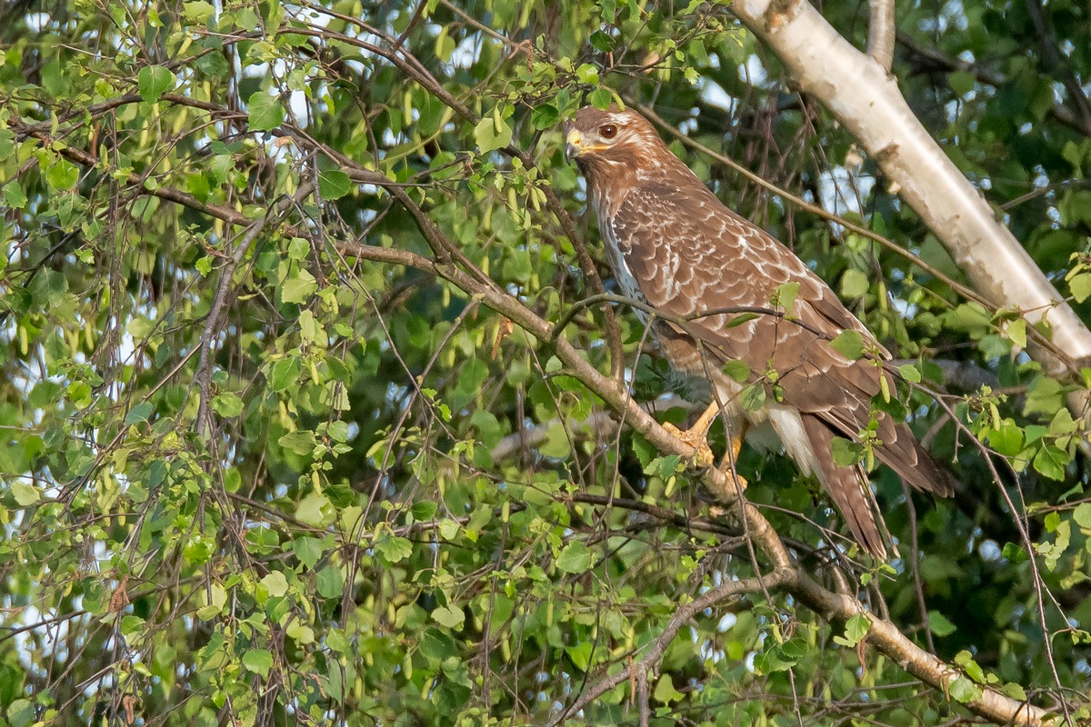 D50 2326 Bussard auf Birke IA 5 2017