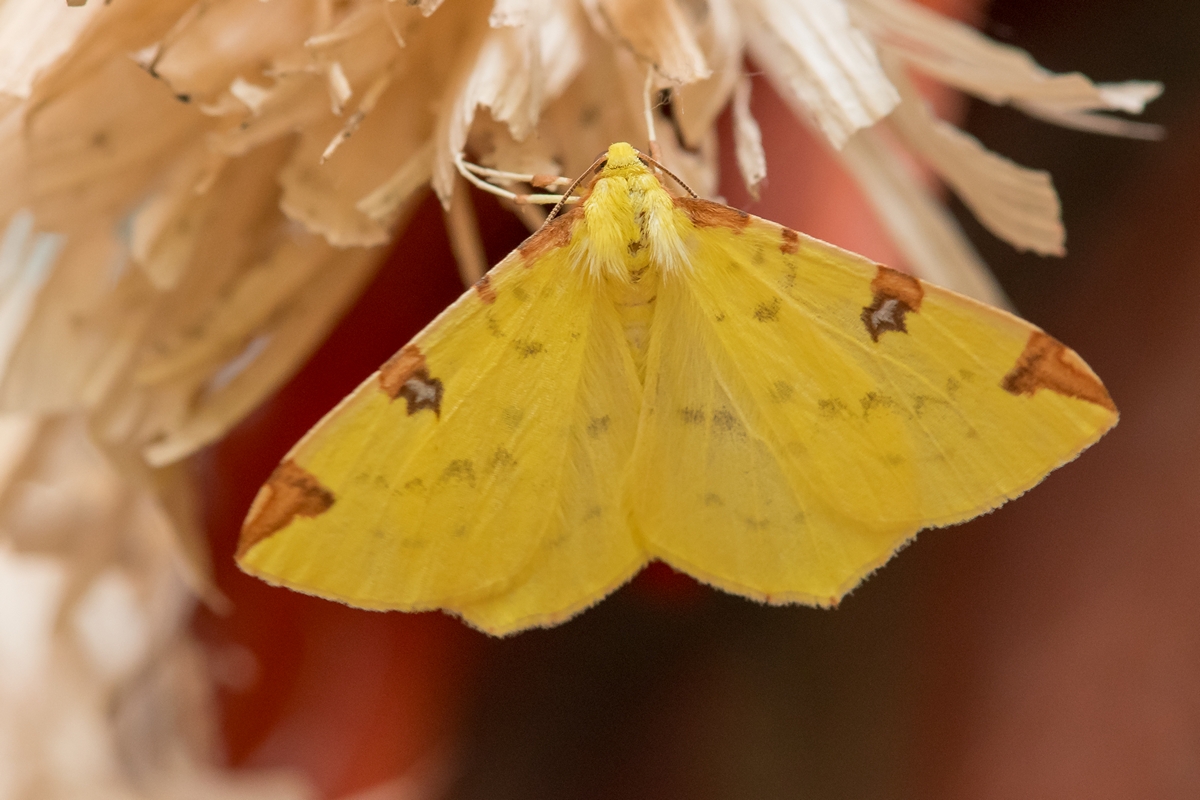 D50 2595 unbekannte Motte IA 6 2017