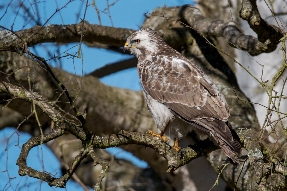 D50 2857 heller Bussard Moorlage IIA 4 2018