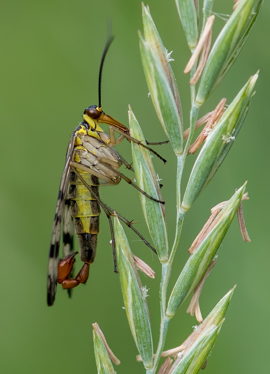 D50 2910 Skorpionsfliege IA 6 2017