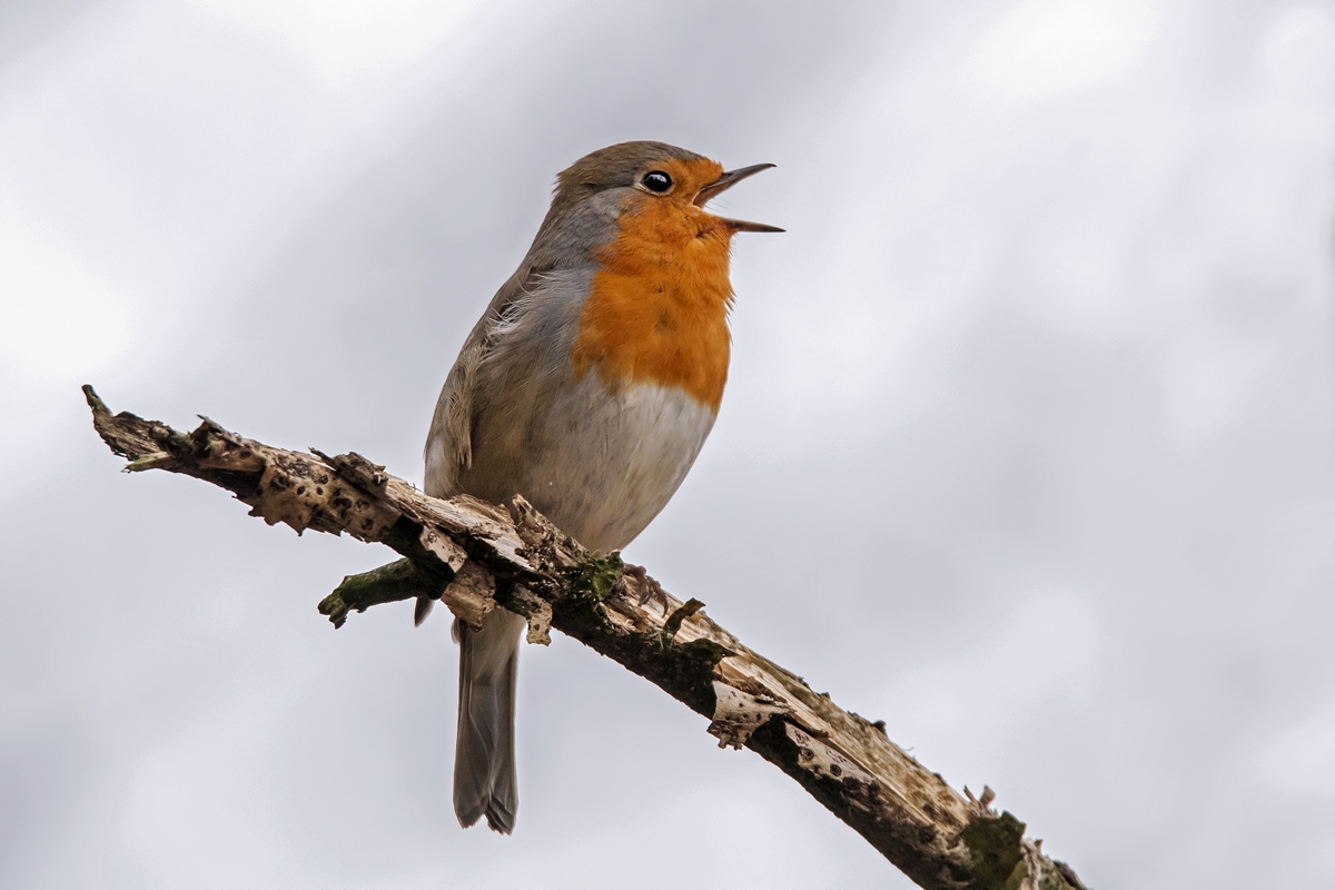 D50 3283 Rotkehlchen singt aus voller Kehle IA 4 2018