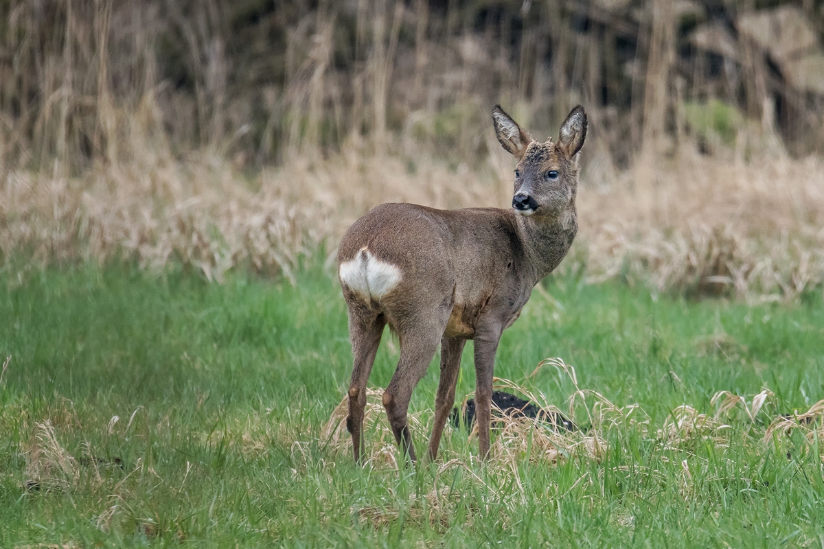 D50 3661 vorjähriger Bock mit sprießenden Gehörn IA 4 2108