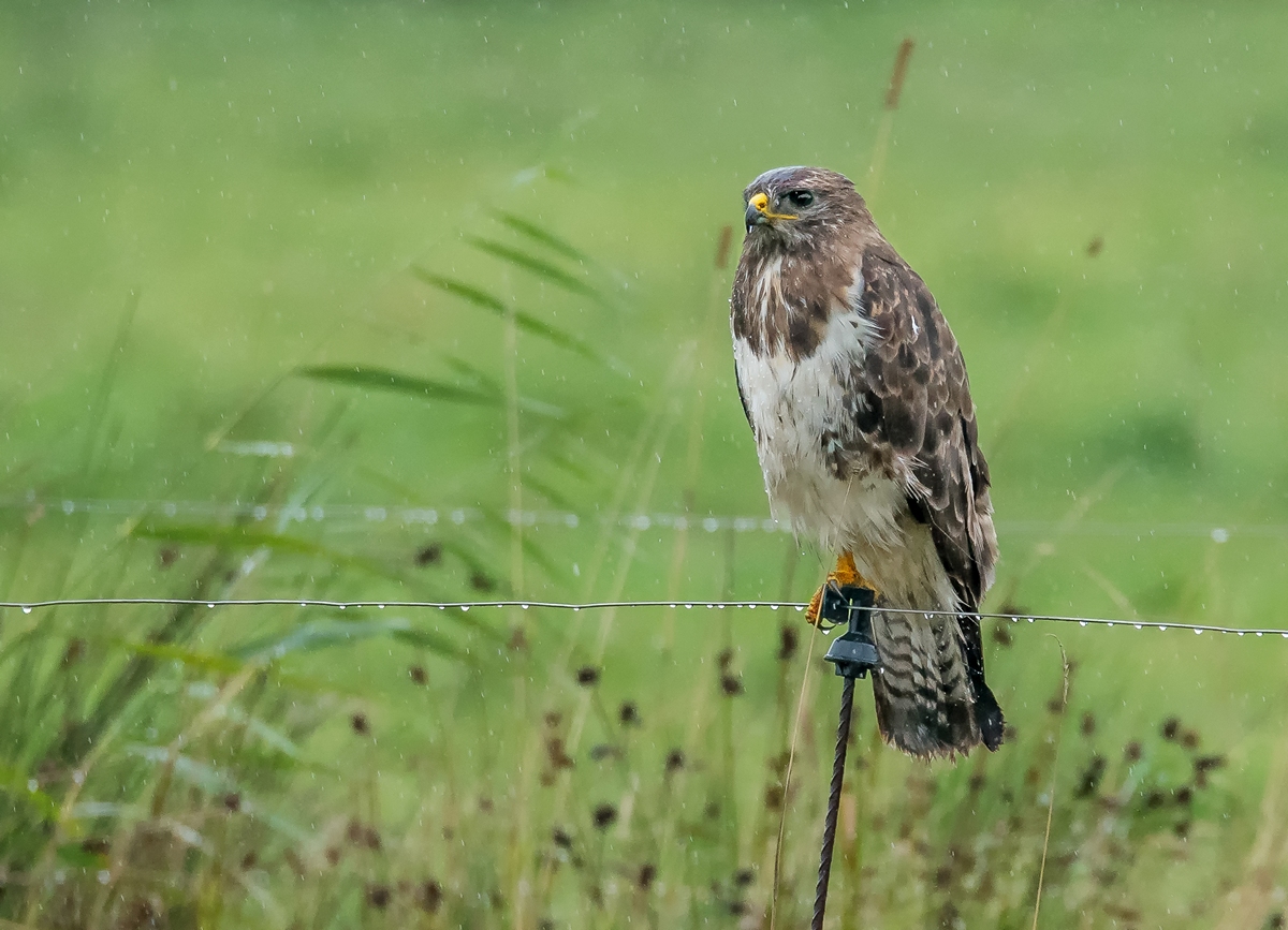 D50 4604 nasser Bussard im Regen IA 8 2017