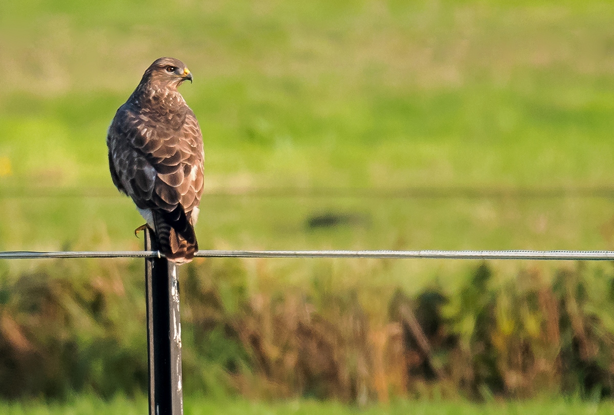 D50 4678 Bussard auf Weidezaun IIIAB 10 2016
