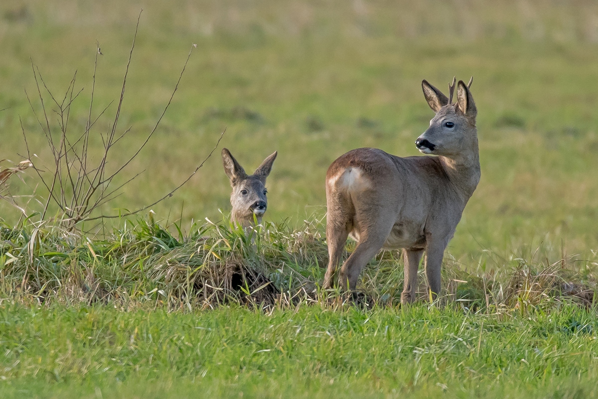 D50 5250 Junge Rehe im Herbst IA 11 2016