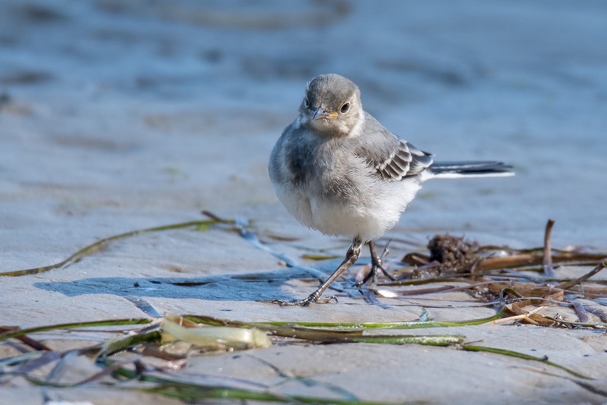 D50 5672 Strand Bach Stelze Poel IA 8 2017