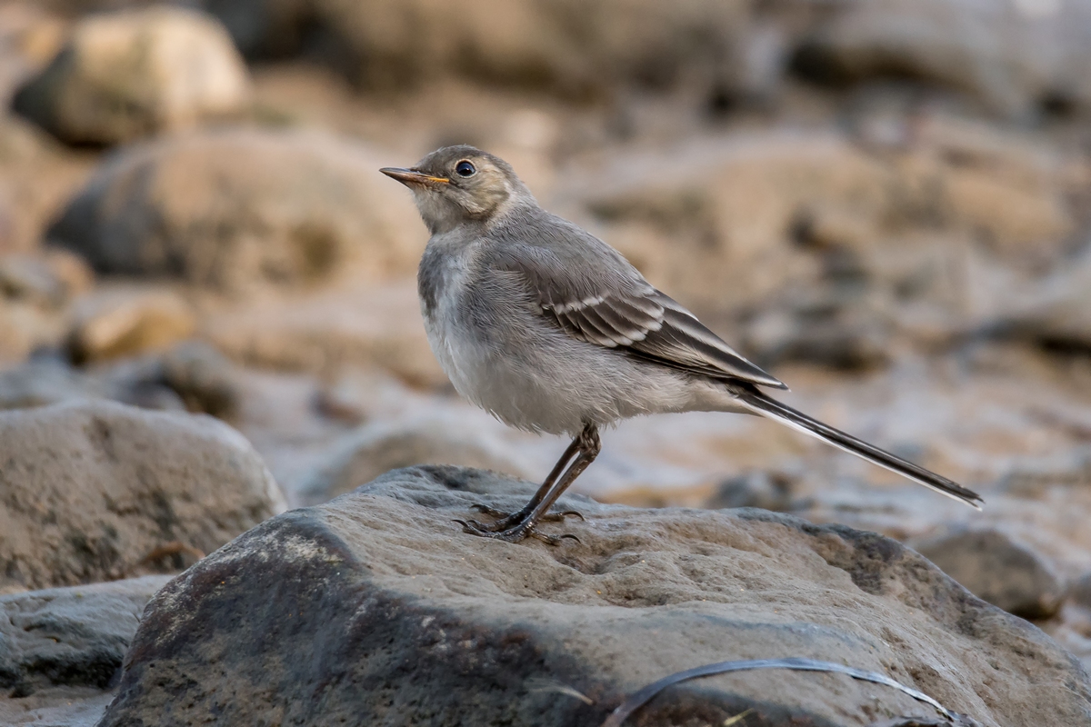 D50 5675 junge Bachstelze Poel IA 8 2017