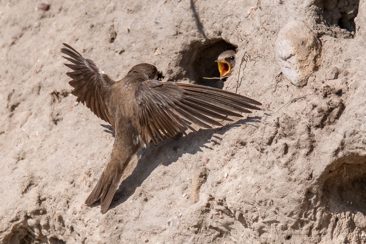 D50 5903 Futter ist da IA Poel 8 2017