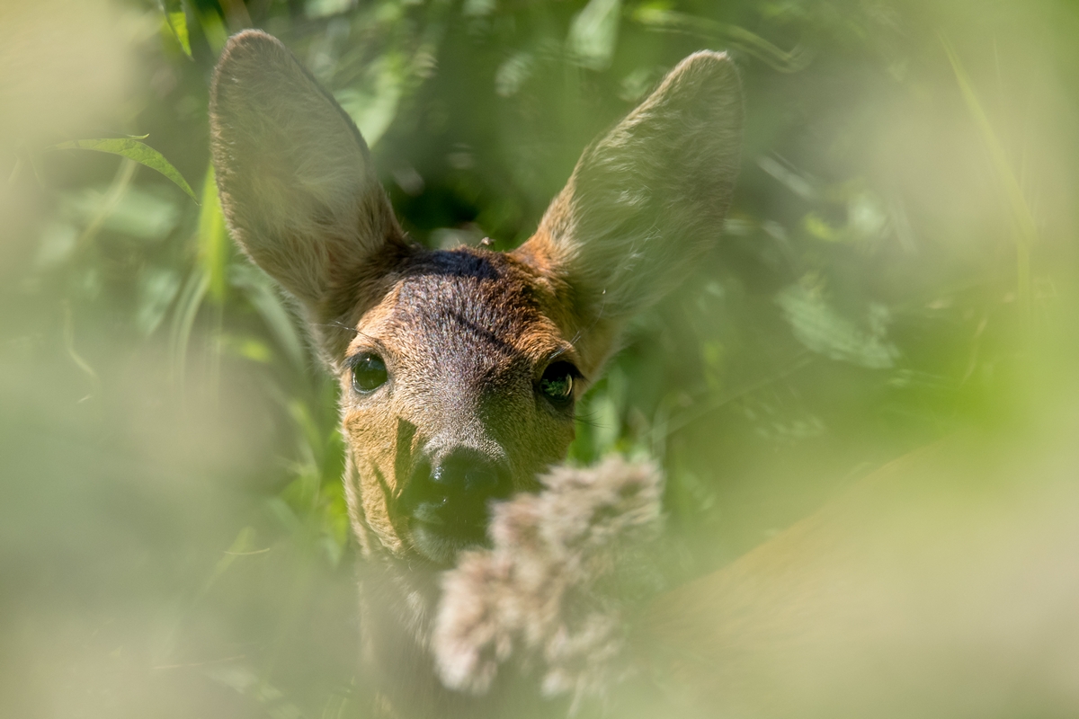 D50 6488 Reh gut versteckt IA 7 2018