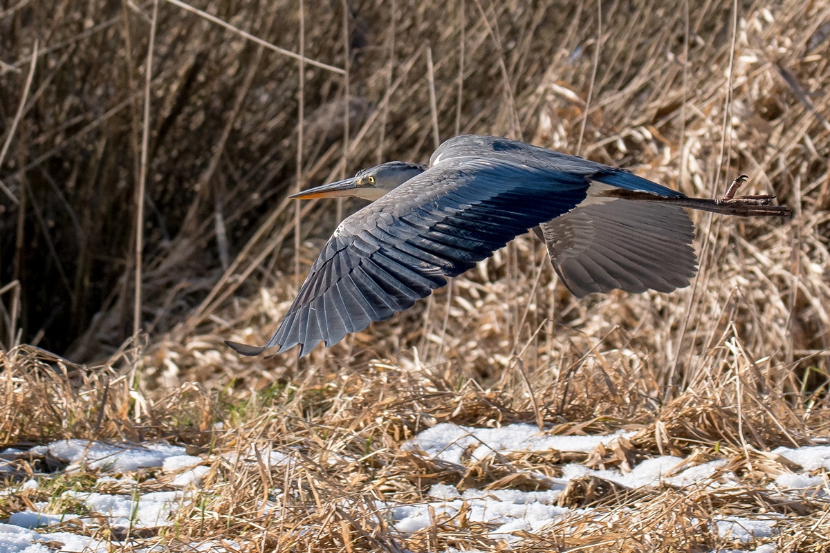 D50 7007 tieffligender Reiher IA 1 2017