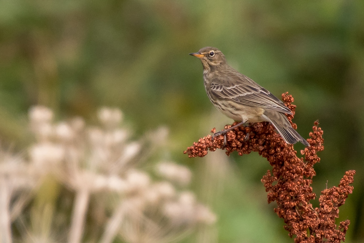 D50 7030 unbekannter Vogel  Aultbea IA 9 2017