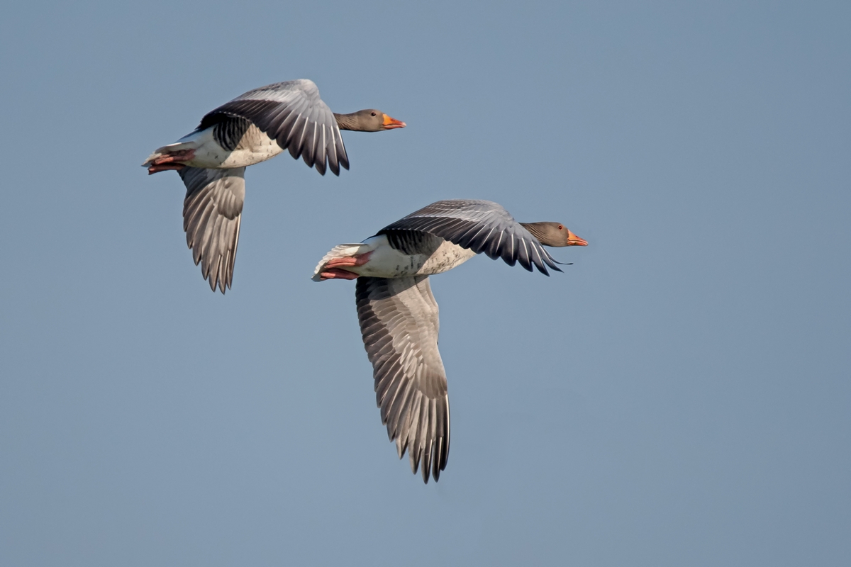 D50 7051 Synchronflug IIA 1 2017