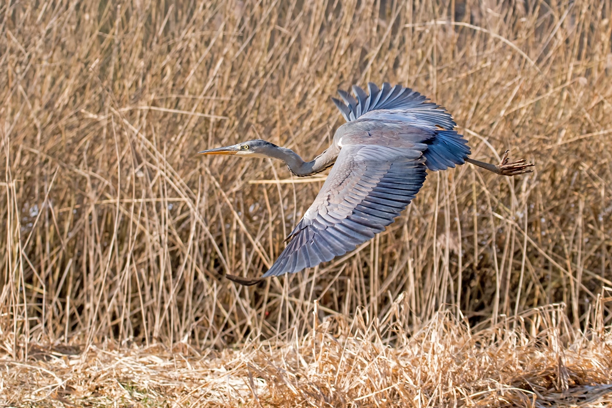 D50 7206 Reiher im schönsten Licht IA 2 2017