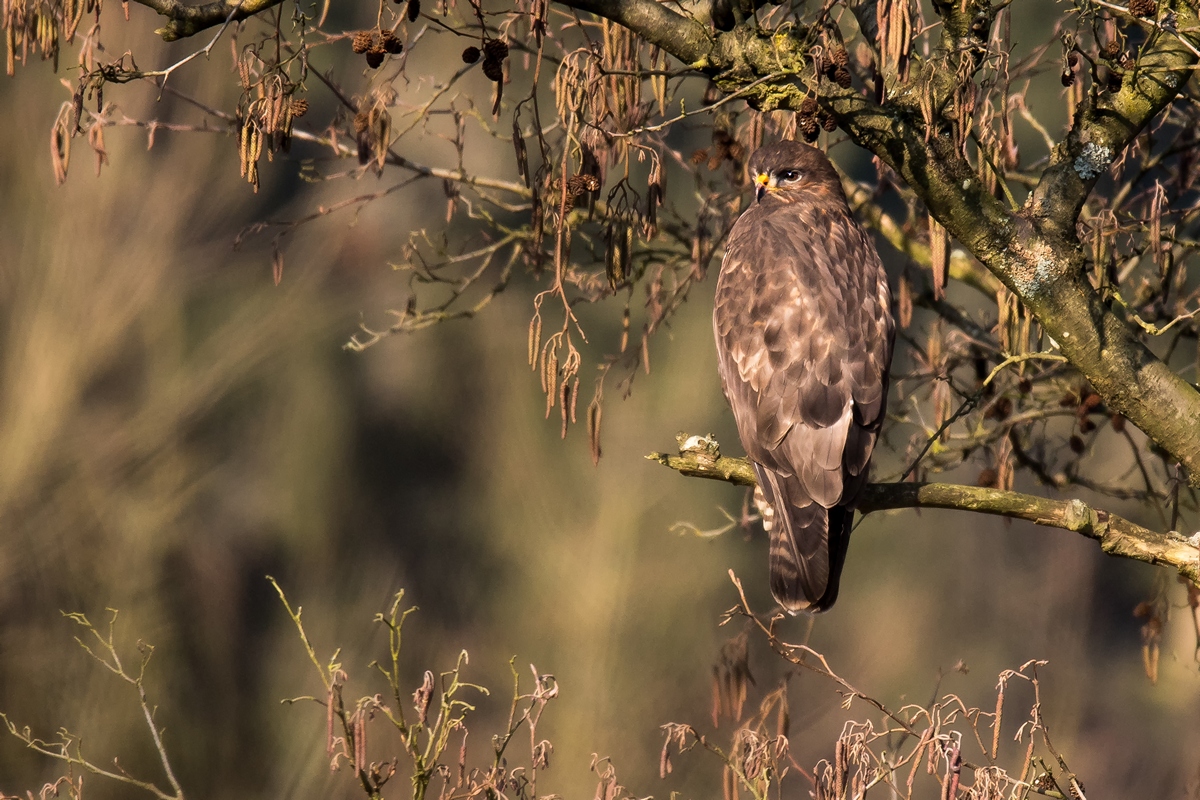 D50 7374 Bussard auf Ansitz IA 2 2017