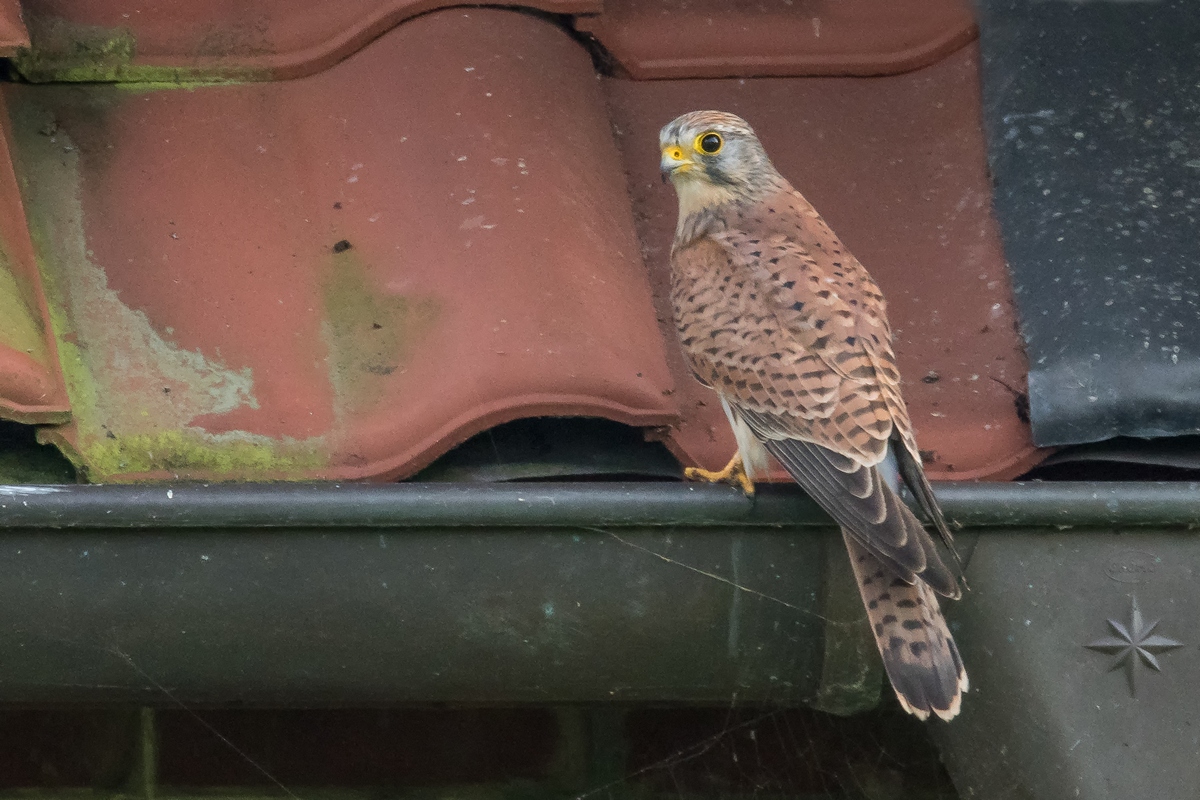 D50 7418 Regenrinenturmfalke IIA 9 2017