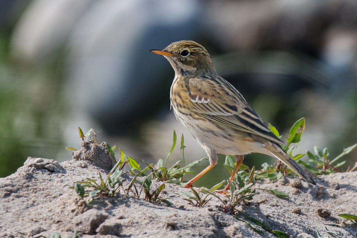 D50 7425 Wiesenpieper IIA 9 2018