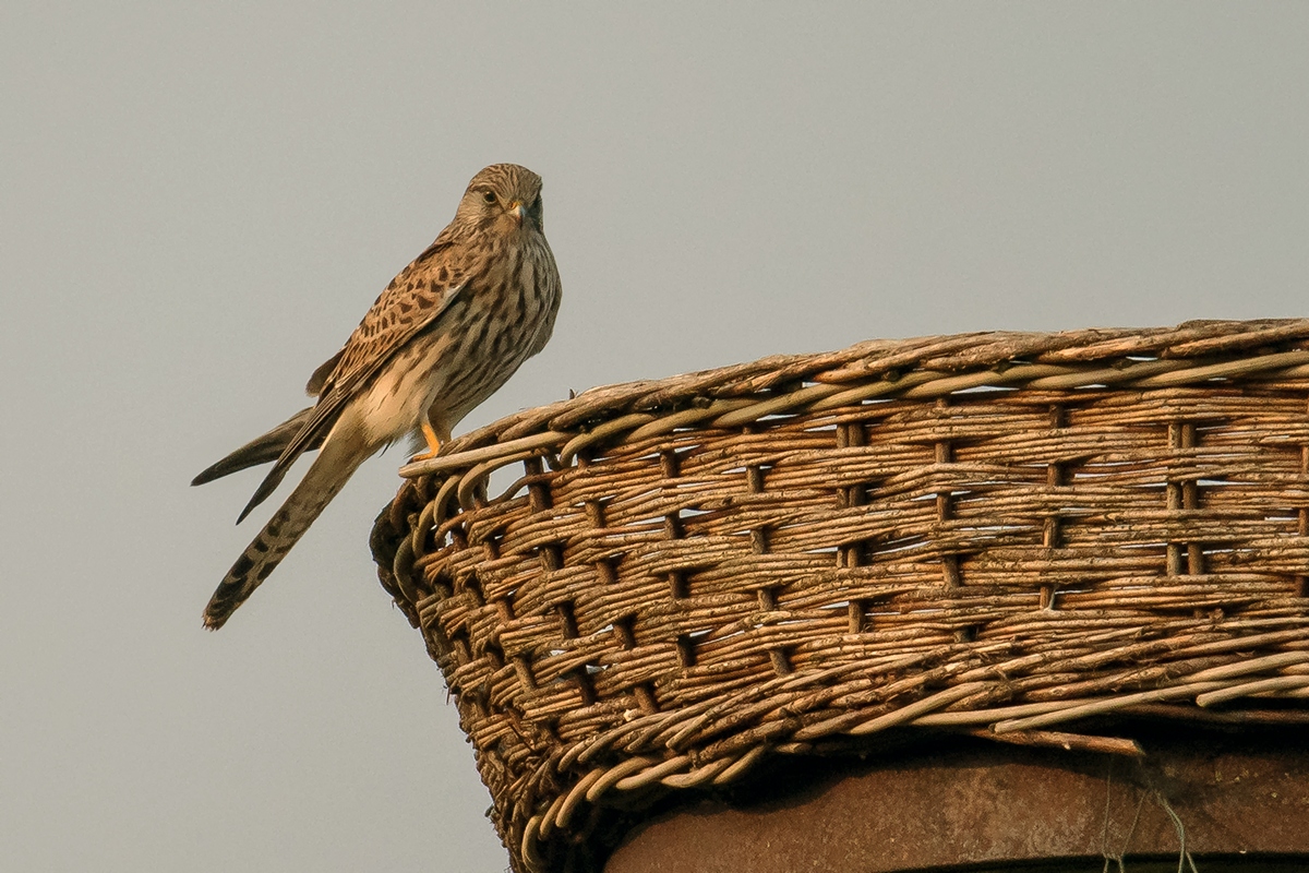 D50 7442 Turmfalke im AbendlichtIA 9 2017