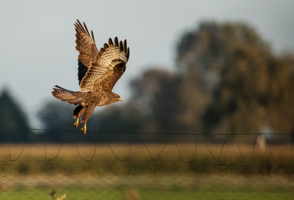 D50 7534 auf gehtsIA 10 2017