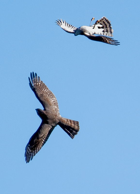 D50 7593 akrobatische Sperber IA 10 2017