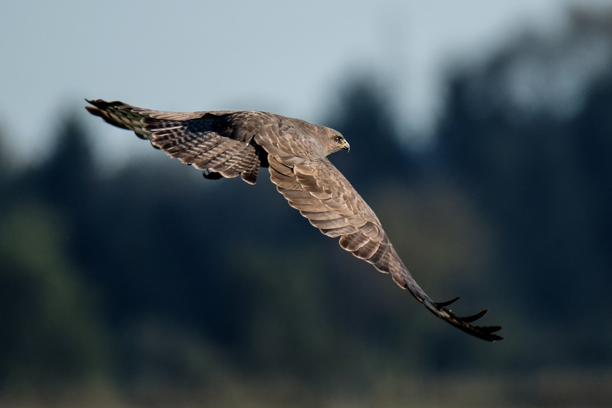 D50 7712 Mäusebussard  Abflug vom Ansitz IA 10 2017