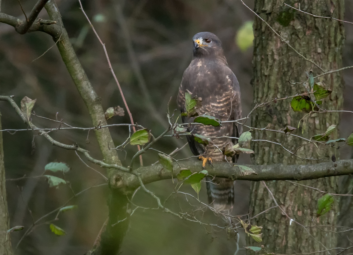 D50 7863 Busasard im schattigen Wald IA 10 2017