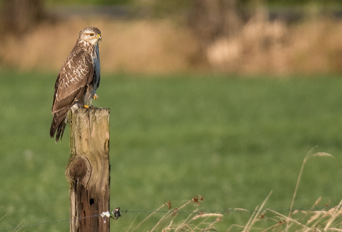 D50 8058 Auf dem Pfahl alles im Blick IA 10 2018