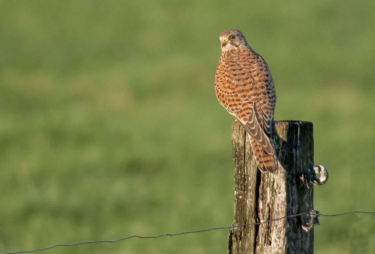 D50 8077 Falke Rückansich IAt 10 2018