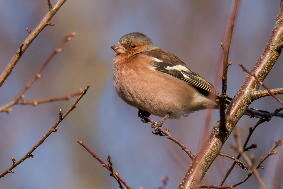 D50 8620 Buchfinkenmännchen IA  1 2019