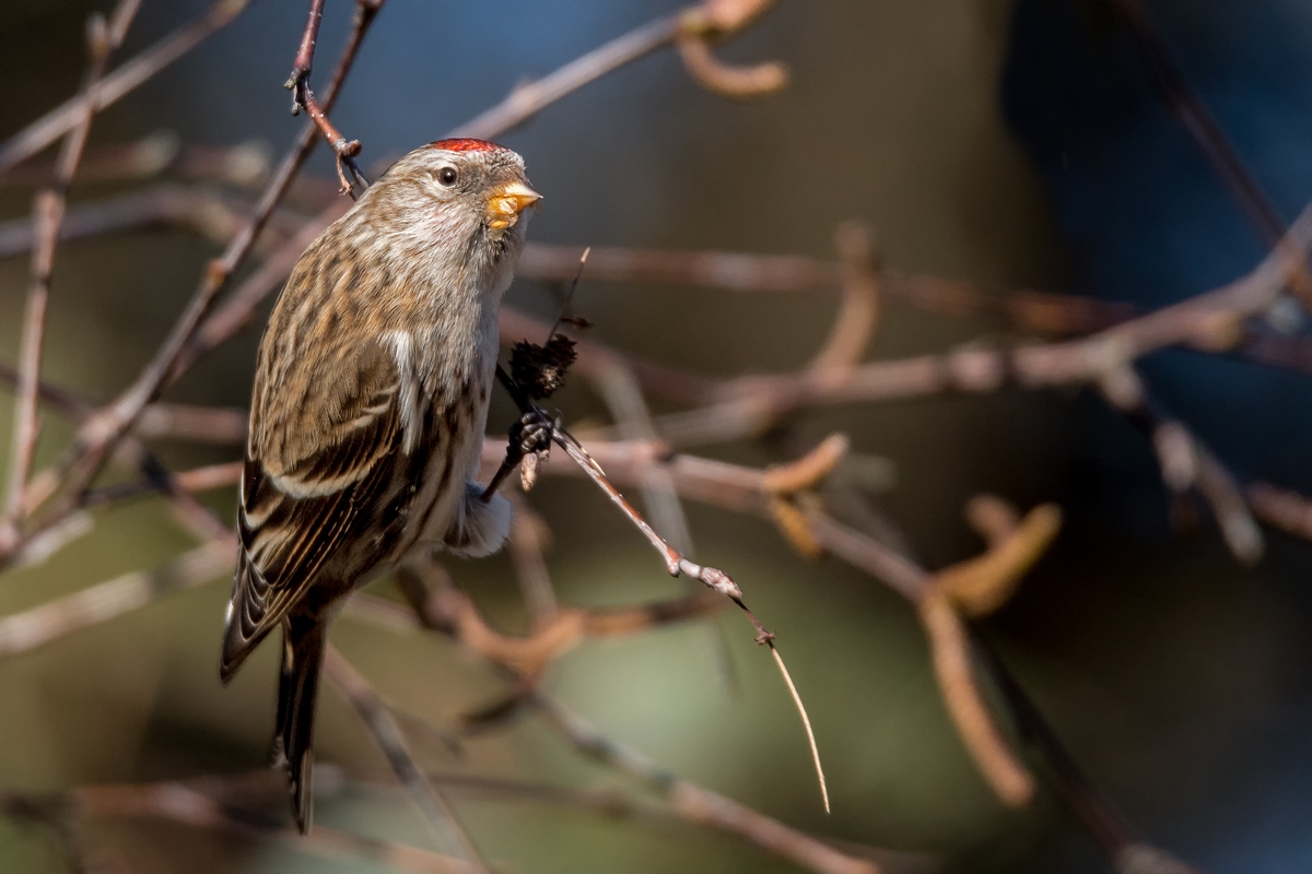 D50 8842 Birkenzeisig Weibchen IA 2 2019