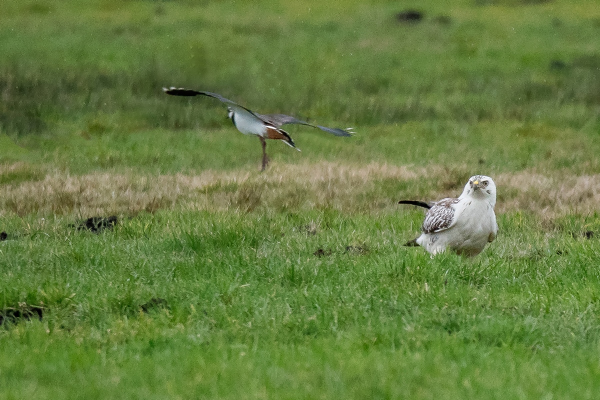 D50 9005 da guckt der Bussard aber IA 3 2019