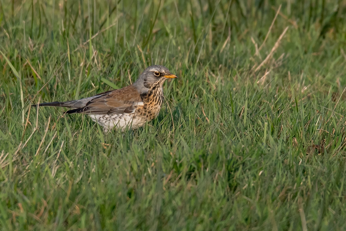D50 9019 Wacholderdrossel IA 1 2018