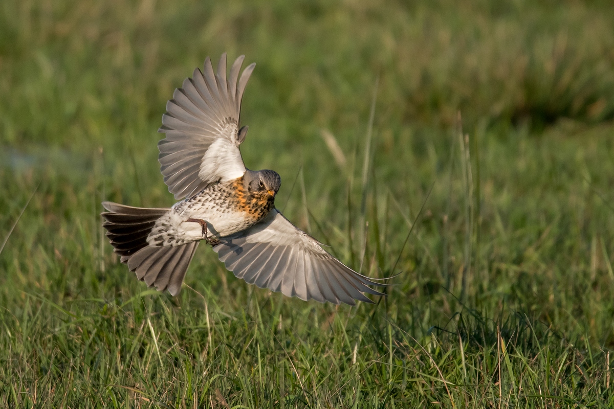 D50 9071 Walcholderdrossel LandeanflugIA 1 2018