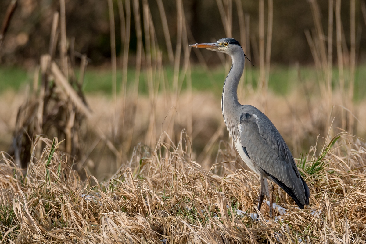 D50 9318 Reiher im Schilf IA 2 2018