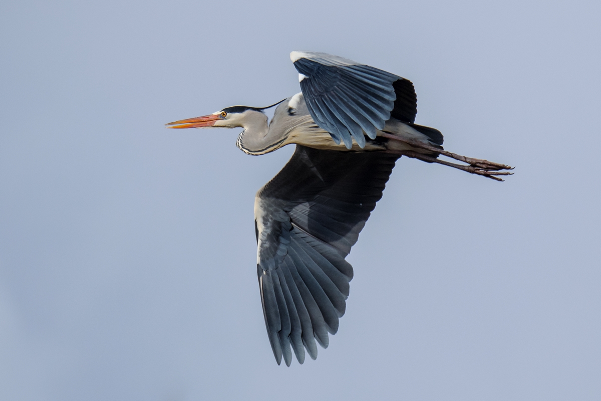 D50 9406 Reiher im besten Licht IA 2 2018