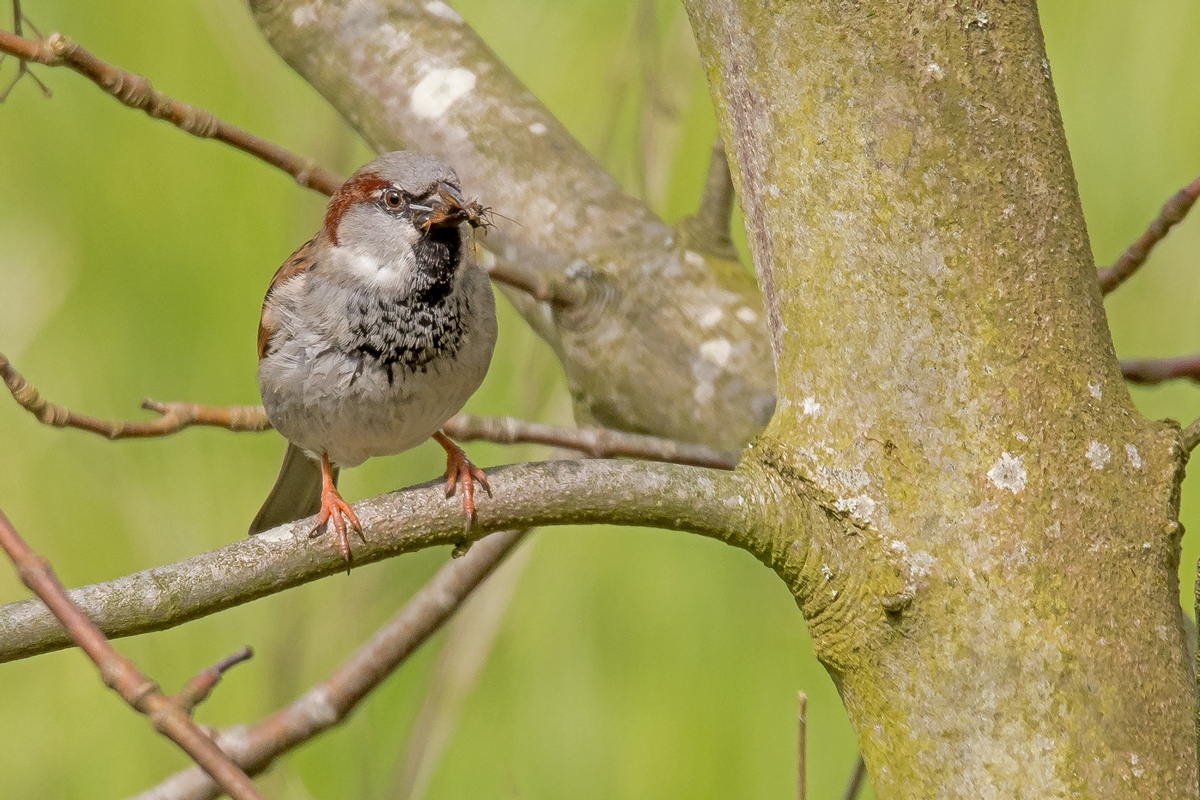 D50 9511 Spatz mit Insektenfutter für den Nachwuchs IA 4 2017