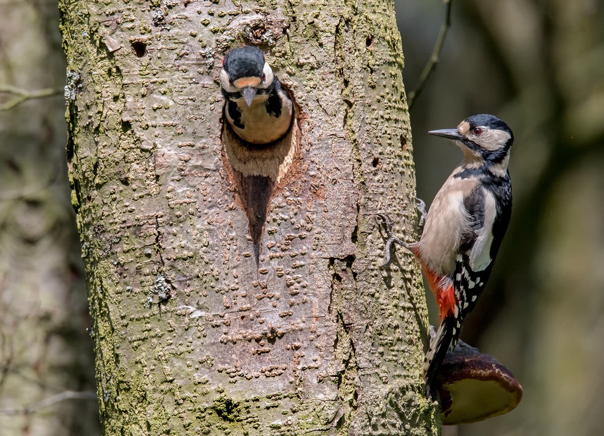 D50 9583 Wachablösung bei Familie Specht IA 4 2017
