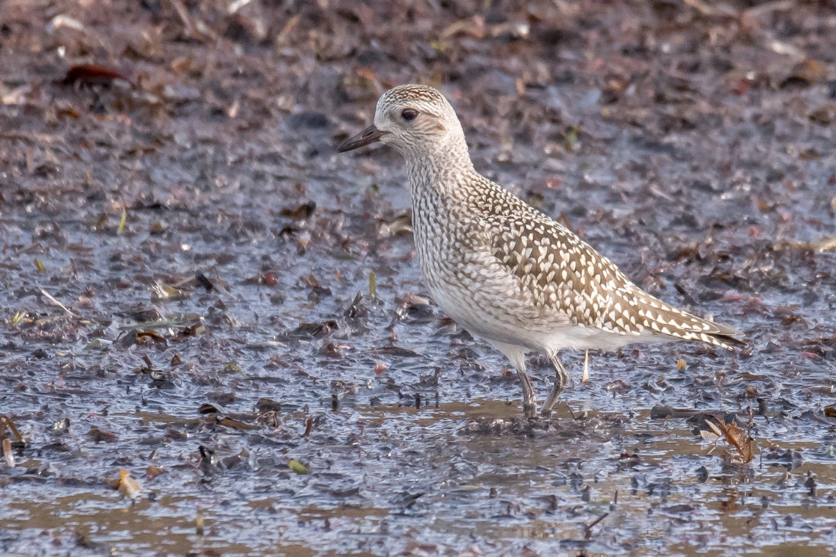 D50_0051_Kiebitzregenpfeifer_Jungvogel_IA_10_2019.jpg