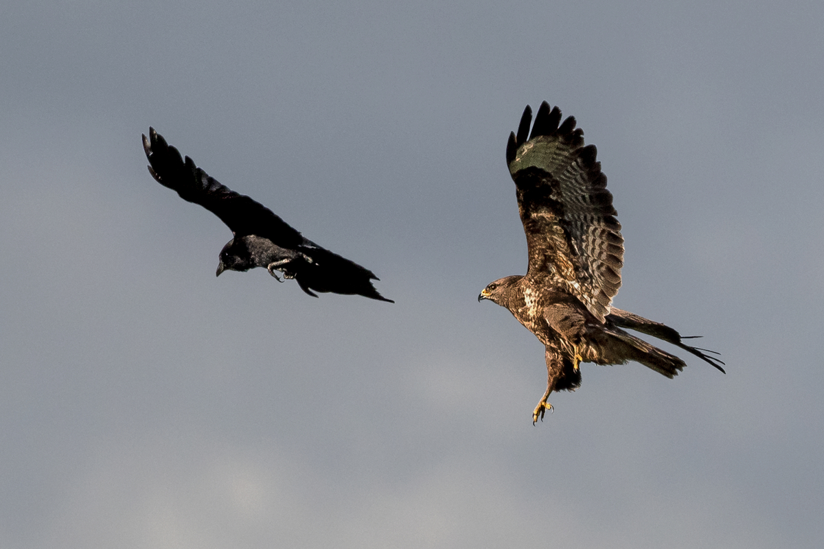 D50_0119_Bussard scheucht KräheIA_4_2021.jpg