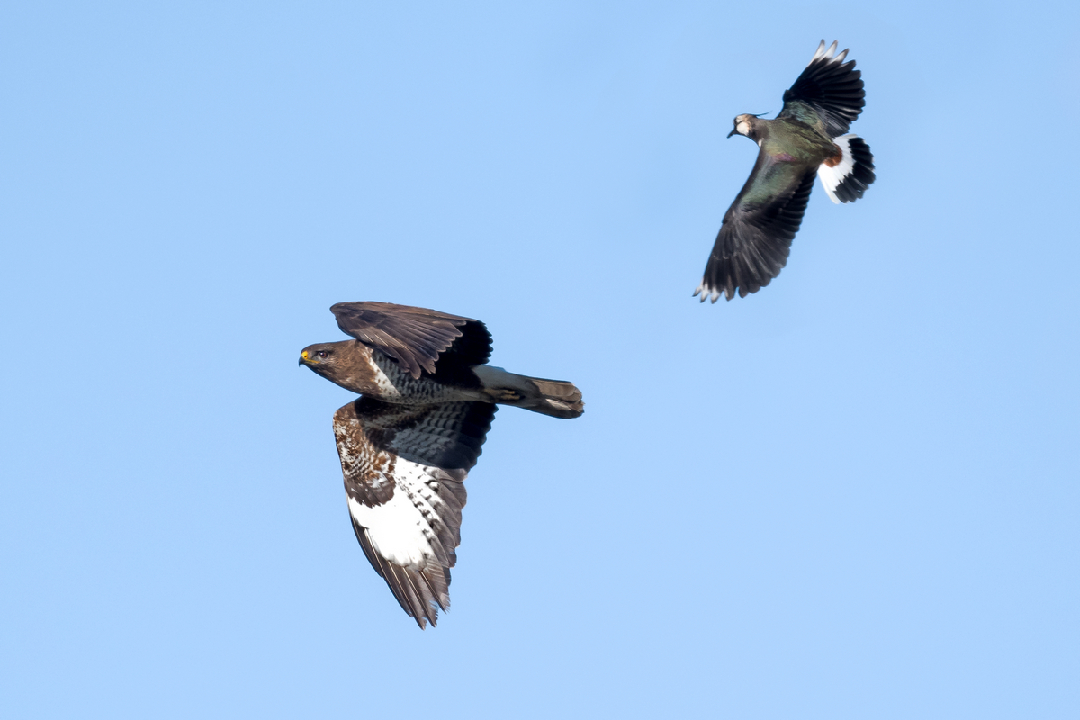 D50_0223_Bussard wird von Kiebitz gejagt_IA_4_2021.jpg