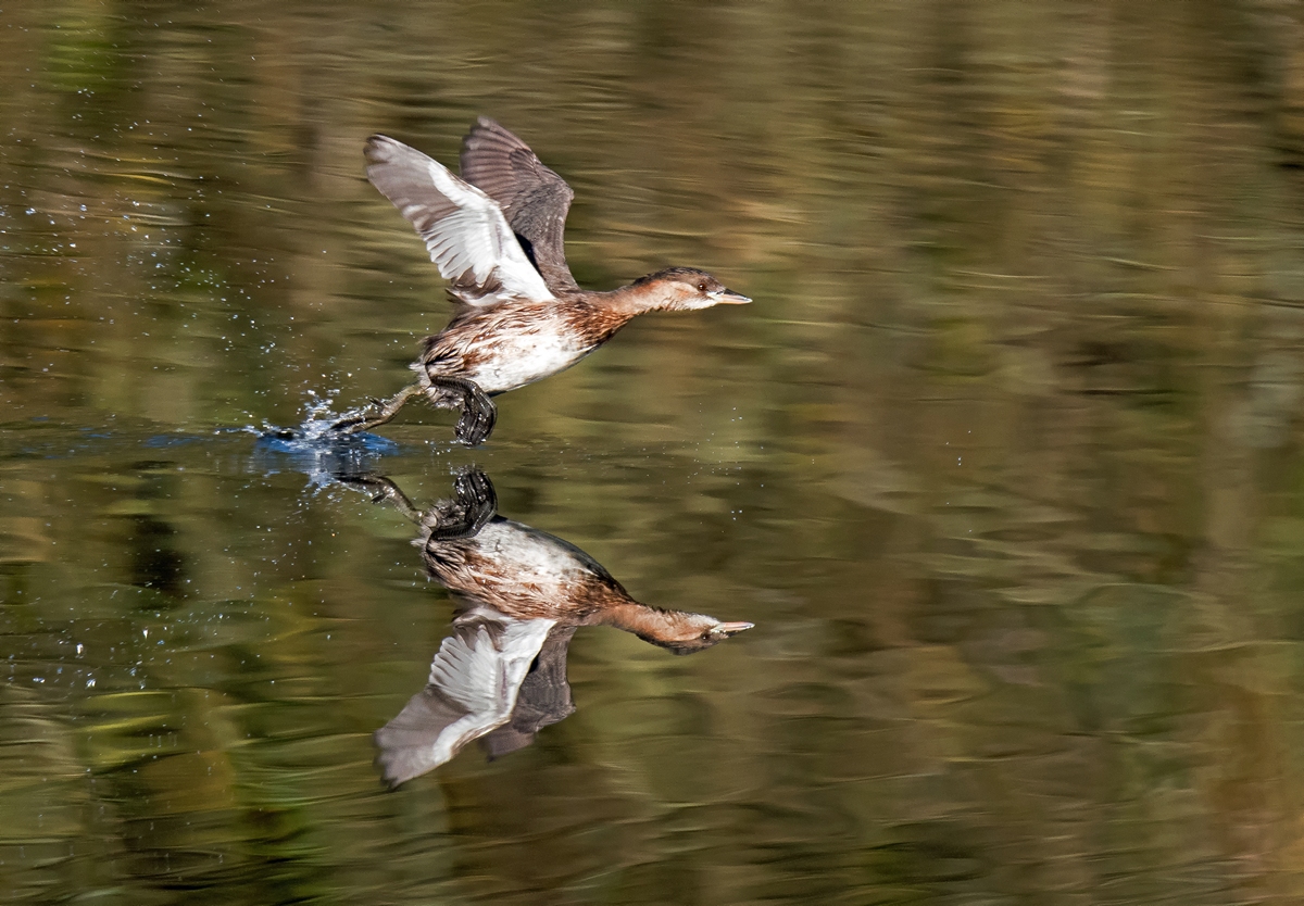 D50_0229_Zwergtaucher beim WasserstartIA_11_2019.jpg