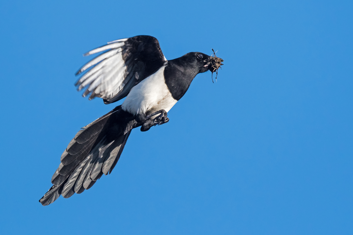 D50_0371_Elster ab zum Nest_IA_4_2021.jpg