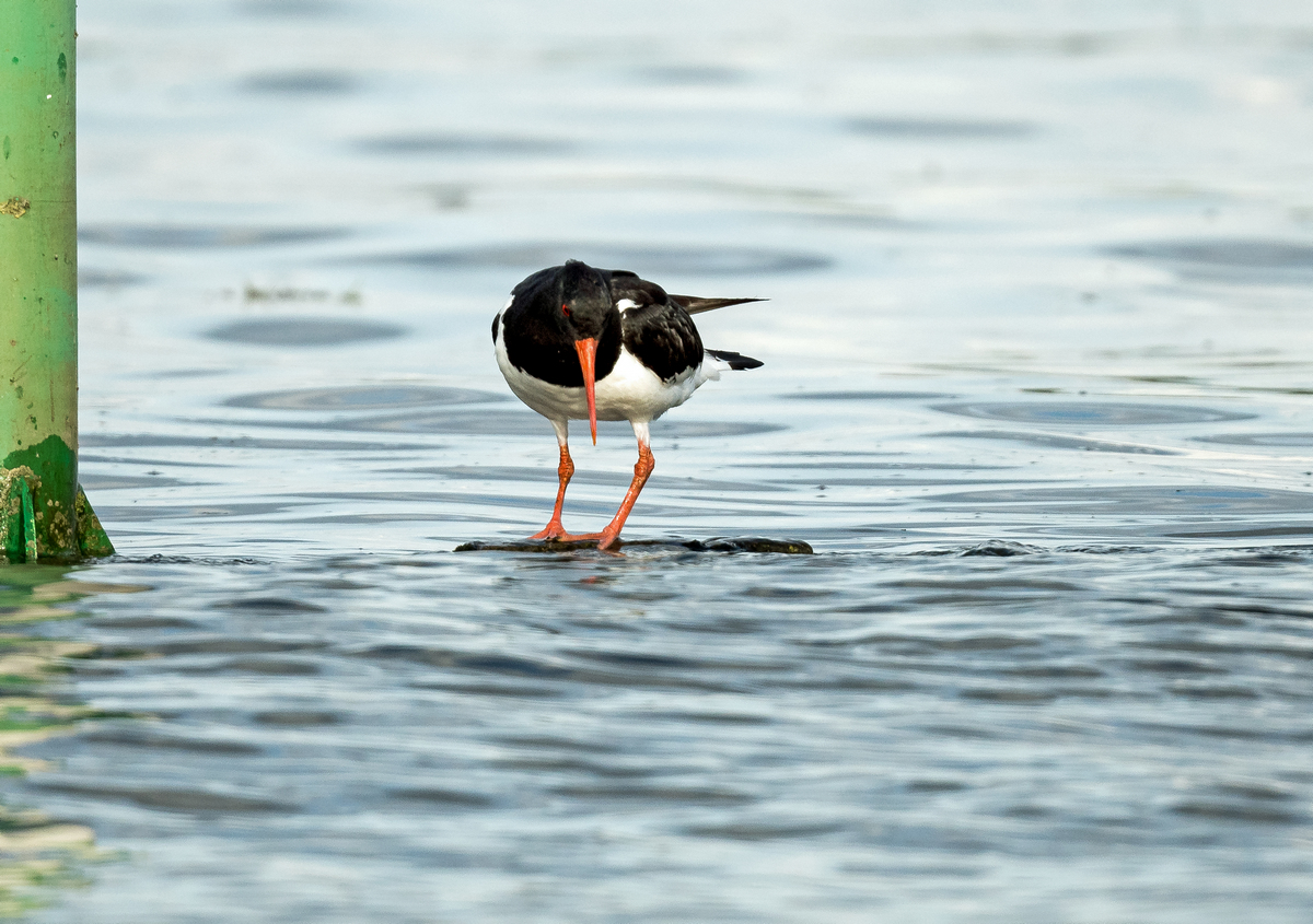 D50_0454_das Wasser steigt auch auf dem neuen Platz_IA7_2020.jpg