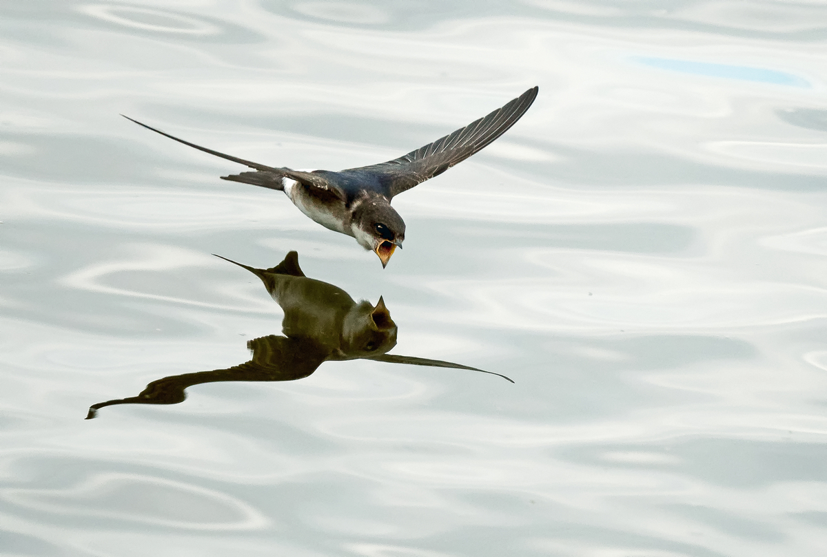 D50_0777_Spiegelung mit offenem Schnabel_IA_7_2020.jpg