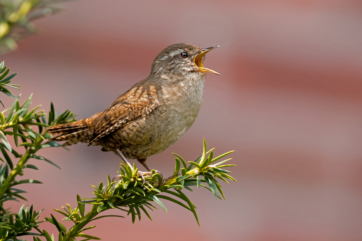 D50_0812_Zaunkönig trällert vor dem Nest_IA_II_4_2021.jpg