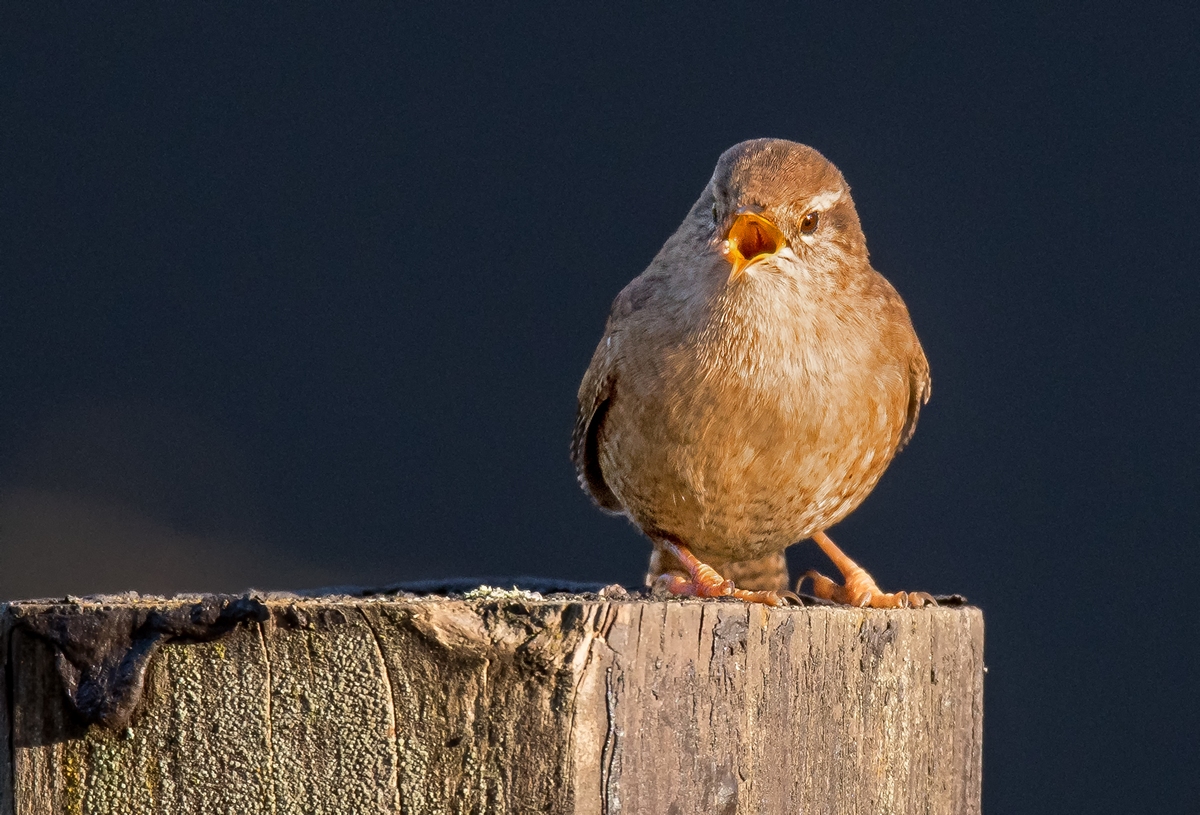 D50_0831_Hallo Peter_Zauni IA_12_2019.jpg