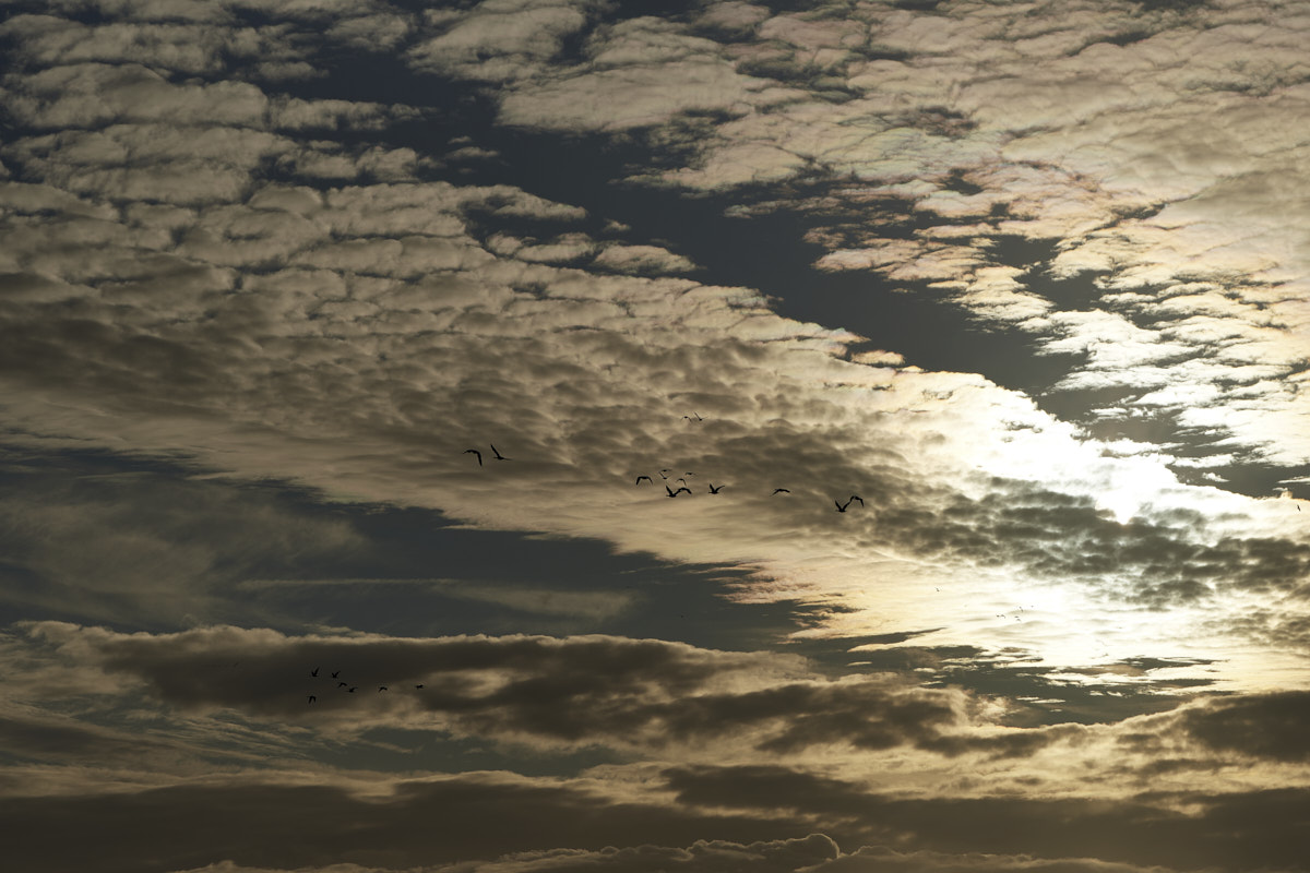 D50_0886.jpg