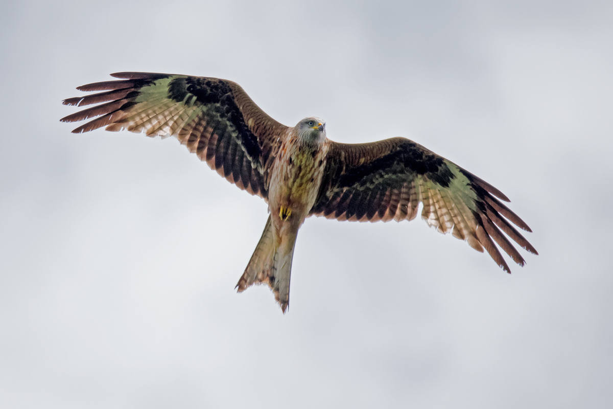 D50_1218_RotmilanIA_5_2019.jpg